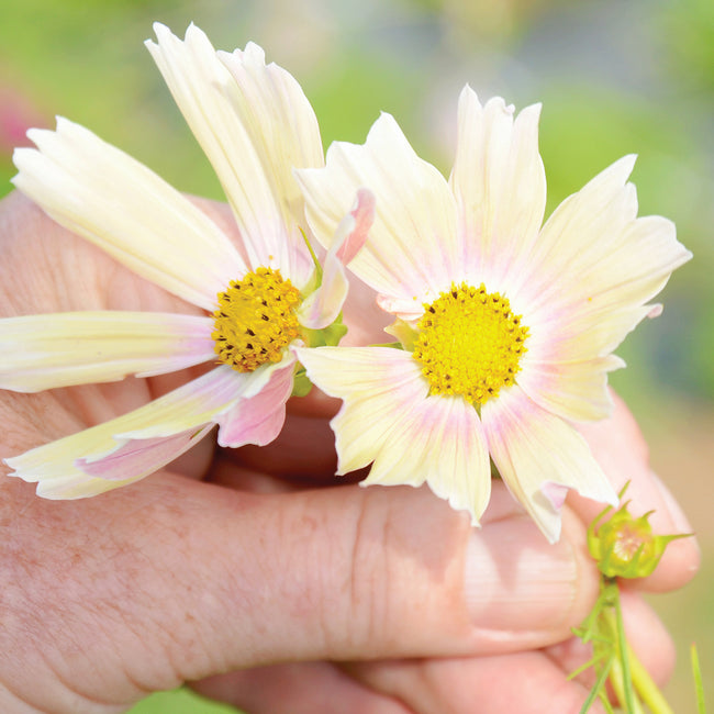 APRICOT LEMONADE-COSMOS
