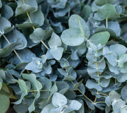 BABY BLUE-EUCALYPTUS