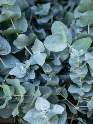 BABY BLUE-EUCALYPTUS