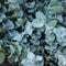 BABY BLUE-EUCALYPTUS