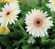 CARTWHEEL® STRAWBERRY TWIST-GERBERA