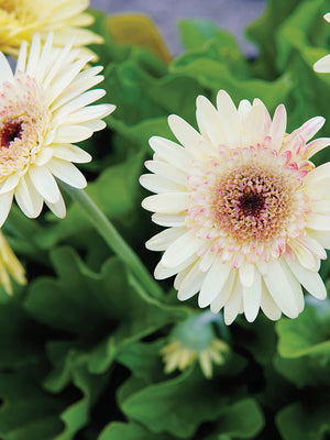 CARTWHEEL® STRAWBERRY TWIST-GERBERA