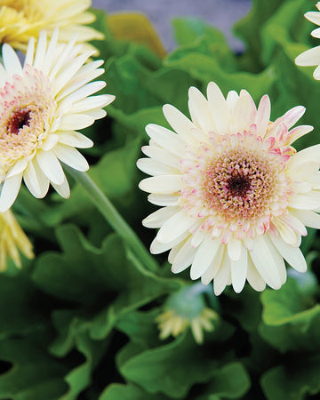 CARTWHEEL® STRAWBERRY TWIST-GERBERA