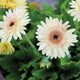 CARTWHEEL® STRAWBERRY TWIST-GERBERA