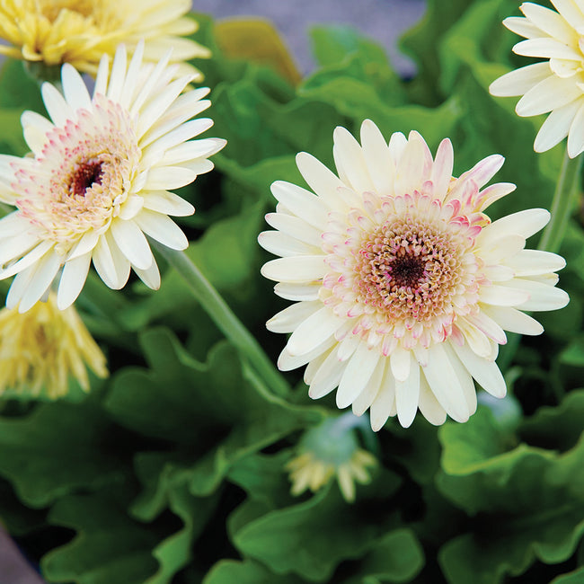 CARTWHEEL® STRAWBERRY TWIST-GERBERA