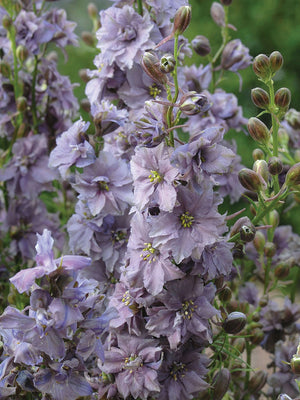 MISTY LAVENDER-LARKSPUR