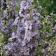 MISTY LAVENDER-LARKSPUR
