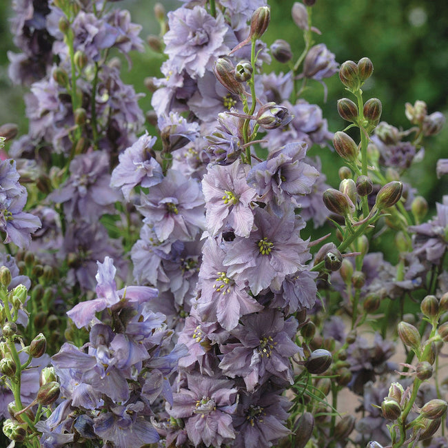 MISTY LAVENDER-LARKSPUR
