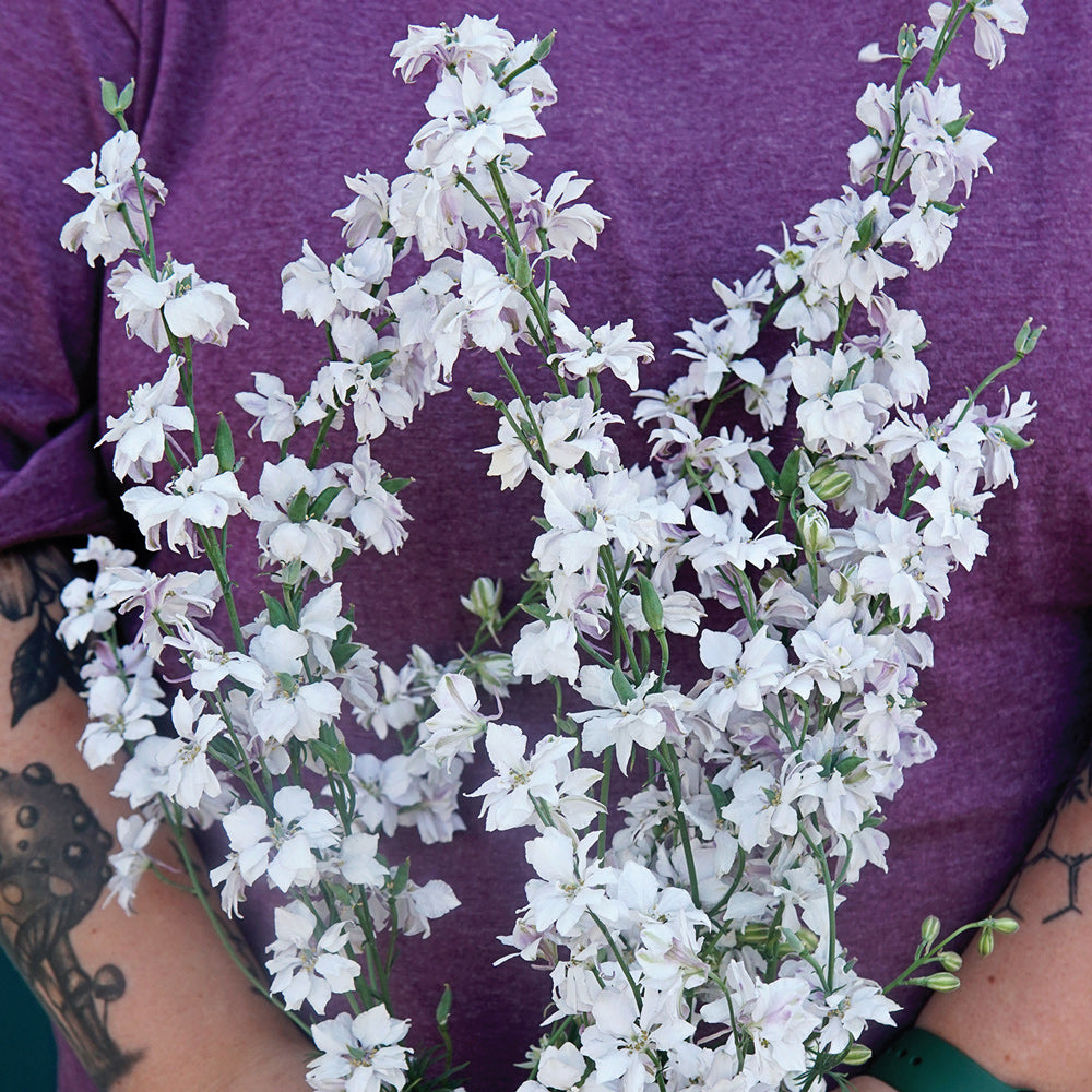 Most Popular Baby Breath Flowers for 2023 - The Jerusalem Post