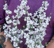 FANCY SMOKEY EYES-LARKSPUR