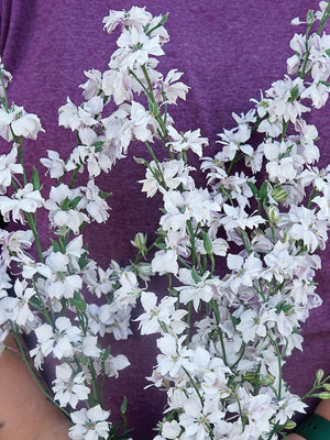 FANCY SMOKEY EYES-LARKSPUR