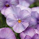 SORBET® LAVENDER PINK VIOLA
