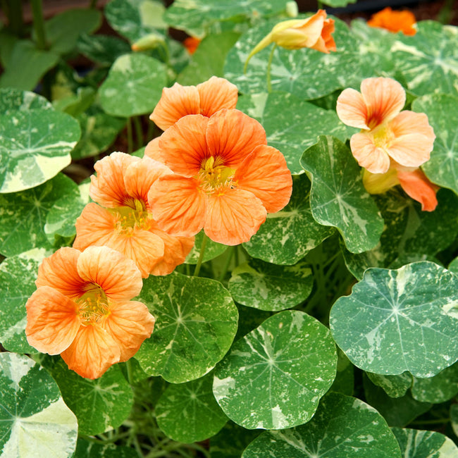 TIP TOP ALASKA SALMON