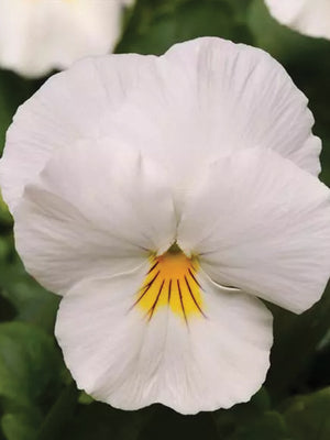 COOL WAVE® WHITE-PANSY