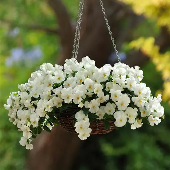 Territorial Seed Company Cool Wave Pansy