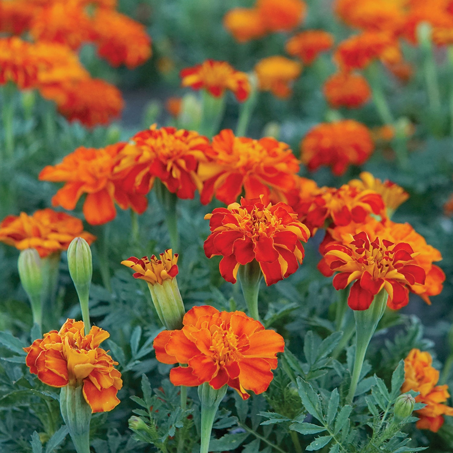 red marigold flower seed Durango Red Marigold Flower Seed 1/4 gram