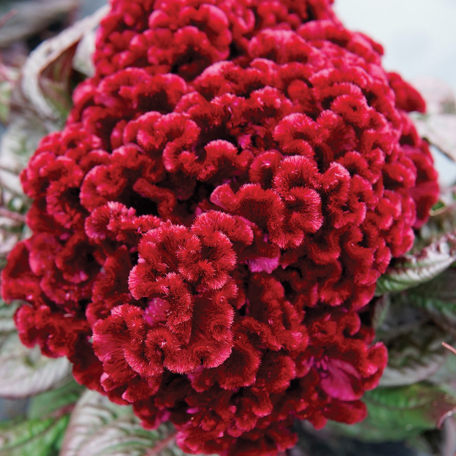 Dracula Celosia Flower Seed 30 seeds