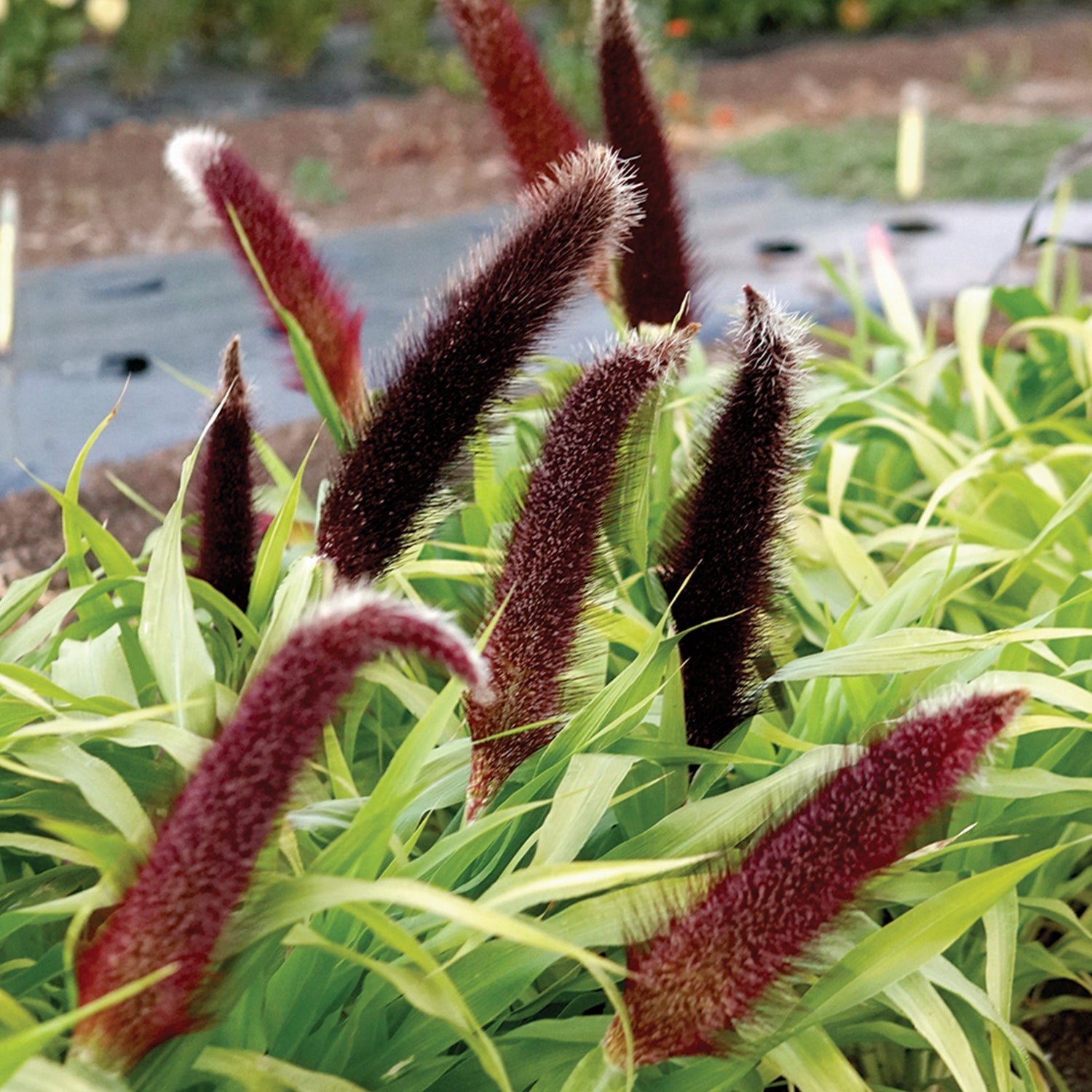jade princess plant Jade Princess Millet Seed