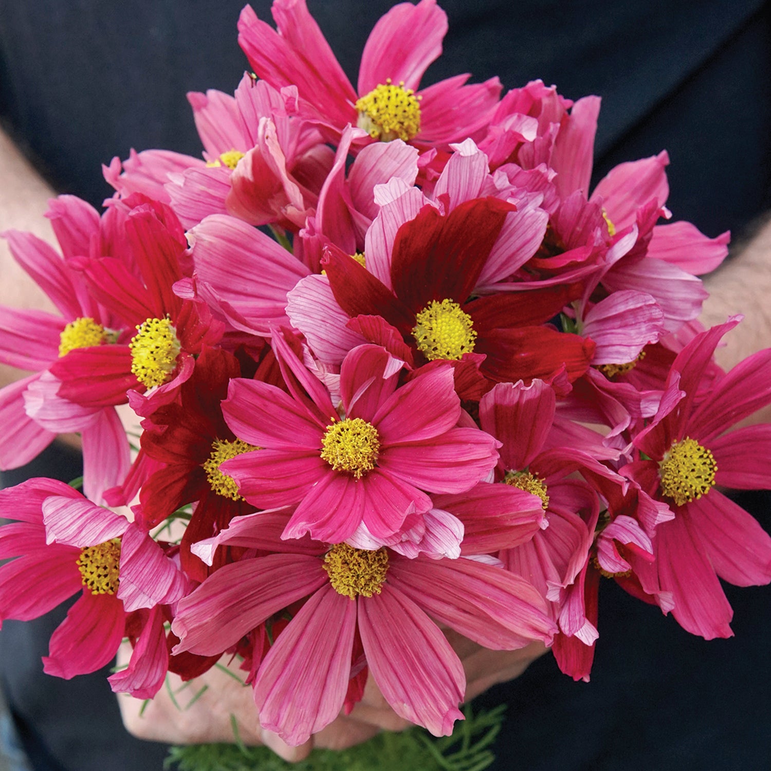 モントゥトゥユピィページ コスモスのお花ॱ⋅.˳˳.⋅˙ॱᐧ.˳˳.⋅ઇଓ Antiquity Cosmos Flower Seed | Territorial Seed