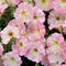 ALENKA-PETUNIA