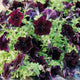 SOPHISTICA® BLACKBERRY-PETUNIA