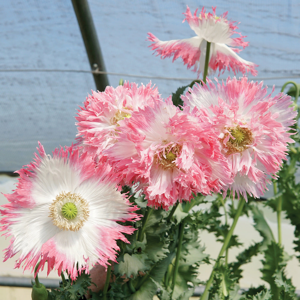 Amorpha Poppy | ORGANIC SEED / 1/8 gram | Territorial Seed