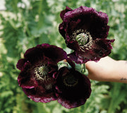 AFTER MIDNIGHT-POPPY