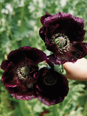 AFTER MIDNIGHT-POPPY