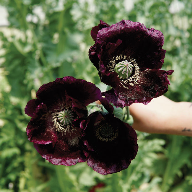 AFTER MIDNIGHT-POPPY