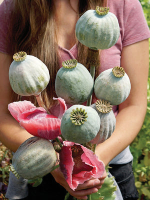 QIS® BOWLING BALL-POPPY