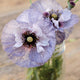A close-up image of two "amazing grey" poppy flowers with silver-grey-purple petals, bloom centers, and green stems in a clear vase placed on a wooden surface