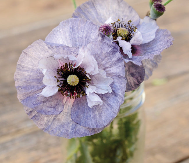 A close-up image of two "amazing grey" poppy flowers with silver-grey-purple petals, bloom centers, and green stems in a clear vase placed on a wooden surface