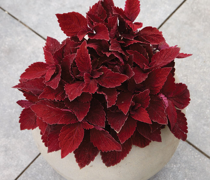 PREMIUM SUN SWEET PAPRIKA™