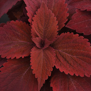 PREMIUM SUN SWEET PAPRIKA™