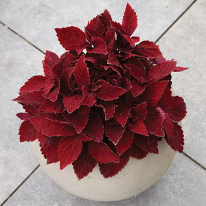 PREMIUM SUN SWEET PAPRIKA™