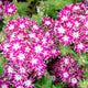 POPSTARS PURPLE WITH EYE-PHLOX