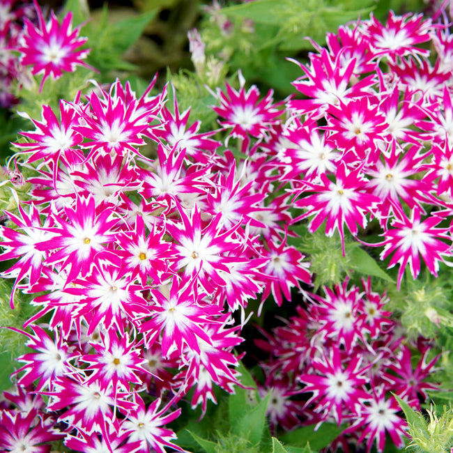 POPSTARS PURPLE WITH EYE-PHLOX