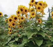 CONCERT BELL-SUNFLOWER