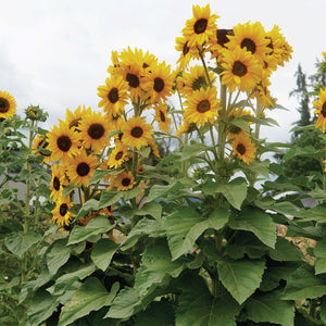 CONCERT BELL-SUNFLOWER