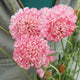 SALMON QUEEN-SCABIOSA