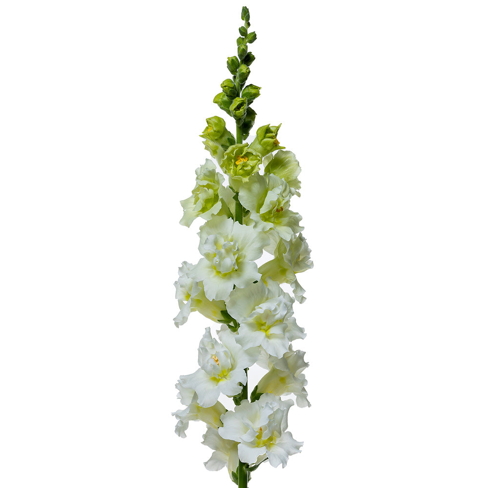 Madame Butterfly Ivory Snapdragon Flower Seed | Territorial Seed