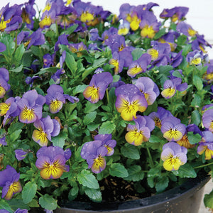 COOL WAVE® MORPHO-PANSY
