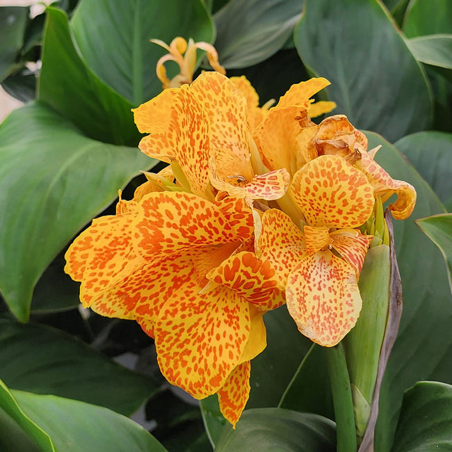 CANNOVA® GOLD LEOPARD