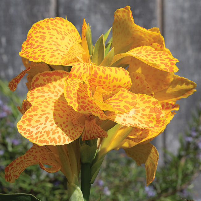 CANNOVA® GOLD LEOPARD