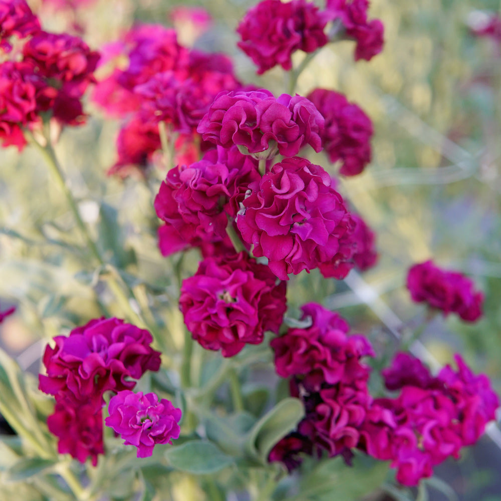 Quartet Purple Stock - Thumbnail 2