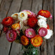 Bouquet of colorful strawflowers against a wooden background