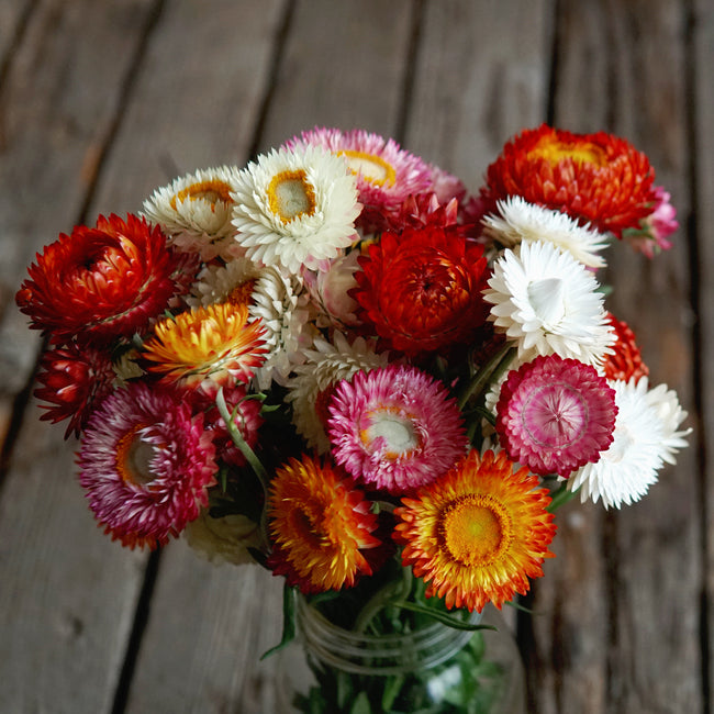 Bouquet of colorful strawflowers against a wooden background