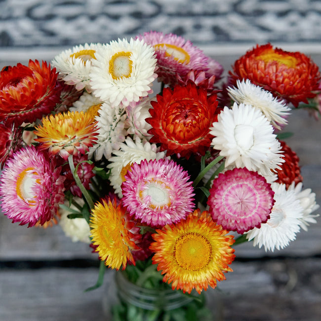Bouquet of colorful strawflowers in a glass vase with a blurred background