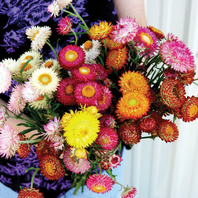 Bouquet of colorful flowers held by a person