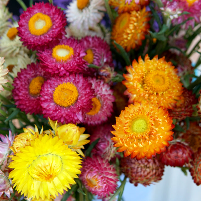 Close-up of a bouquet of colorful flowers including pink, yellow, and orange.